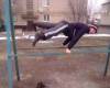 <b>Название: </b>фото, <b>Добавил:<b> 
ExtremeWorkout<br>Размеры: 1024x768, 102.3 Кб